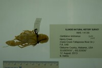 Cambarus latimanus image